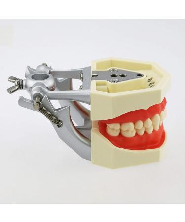 Articulated Dental Typodont Model with 28 Removable Teeth - Kilgore Nissin | Ideal for Teaching & Study - International Shipping Available - Buy Online on GoSupps.com