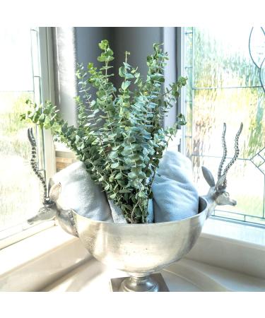 Real Fresh Eucalyptus Large Shower Bundle - 100% Natural Handpicked Leaves for Aromatherapy | Stress-Relieving Indoor Plant Decor - Buy Online on GoSupps.com