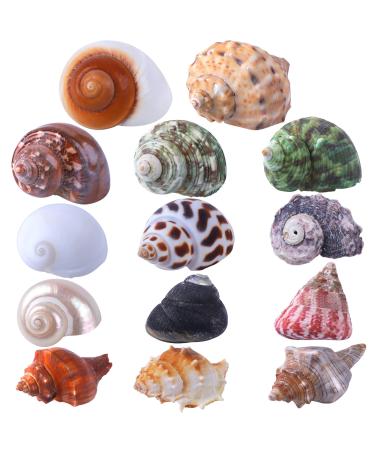 14PCS 14 Kind Natural Hermit Crab Shells Size 1" - 3.5", Opening 0.8" - 1.5" Hermit Crab Supplies Pearl Turbo Seashell for Dcor