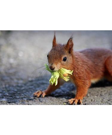 AgnesGP Hazelnuts In Shells for Wild Birds and Squirrels (5Kg Sack Included) - Nutrient-Rich Snack for Your Backyard Friends - Buy Online on GoSupps.com
