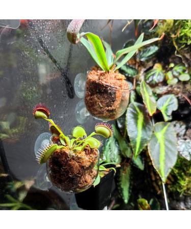 Vtinyeal Aquarium Plant Keep Cup - 2 Pieces Water Plant Pot with Suction Cups | Aqua Decoration & Accessories - Buy Online on GoSupps.com