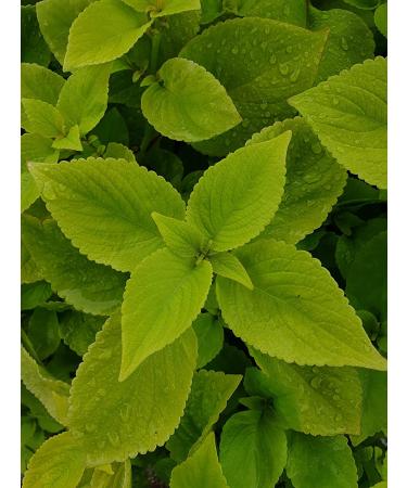 Sadaf Mint Leaves Cut 3 oz - Dried, Sifted, Kosher & Halal - No Stems - Resealable Bag - 1 Pack - Buy Online on GoSupps.com