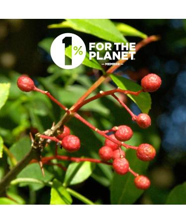 REPLANT - 125g Poivre de Sichuan Rouge - Grand Cru 2024 - Buy Online on GoSupps.com