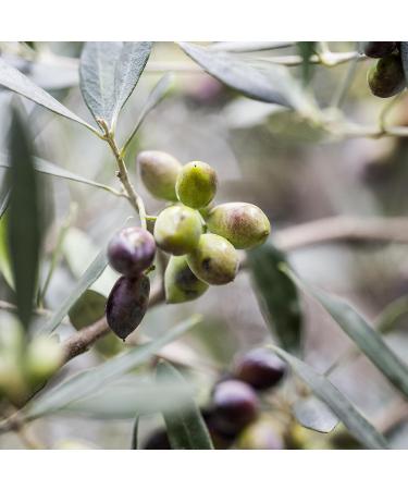 Corres Olive Blossom Hand Care Set - Vegan Hand Cream & Body Soap for Moisturized Hands | 200 ml - Buy Online on GoSupps.com