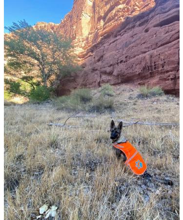 SafetyPUP XD Reflective Dog Vest - Hi-Vis Fluorescent Blaze Orange for Large Dogs - Protect Your PUP On and Off Leash - Buy Online on GoSupps.com