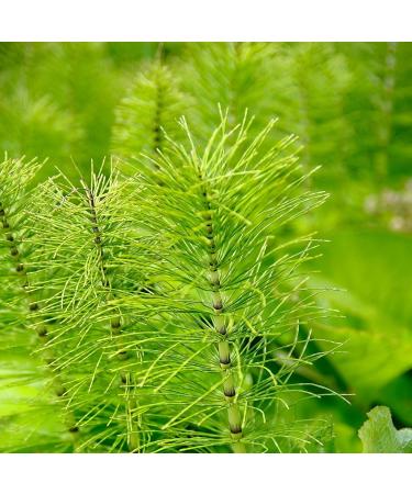  IDDA Herbal IDDA Herbal Horsetail Tea 250g Dried and Cut Horsetail for Infusions Loose Leaf Tea - Buy Online on GoSupps.com