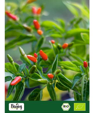  Biojoy Biojoy Bird's Eye BIO Bird's Eye Peppers (150g) whole pods very spicy - Buy Online on GoSupps.com