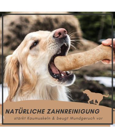 Supravit Natural Chewing Bones for Dogs - Coffee Wood Chew Toys | Long-lasting Play & Engagement | Caustab Chewing Wood for Dogs - Buy Online on GoSupps.com