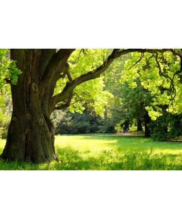 Oak Bark Tea | Quercus L | corce De Ch ne Tisane | Health Embassy (50g) - Buy Online on GoSupps.com