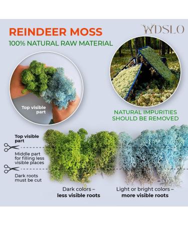 Forest Green Preserved Natural Moss 3.5 Oz for Plants, Gardens, Home Decor, and Weddings - Buy Online on GoSupps.com