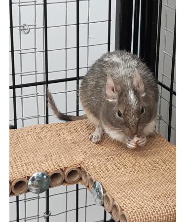 Good Degu Beetroot Bites- Degu treats 2-pack - Buy Online on GoSupps.com