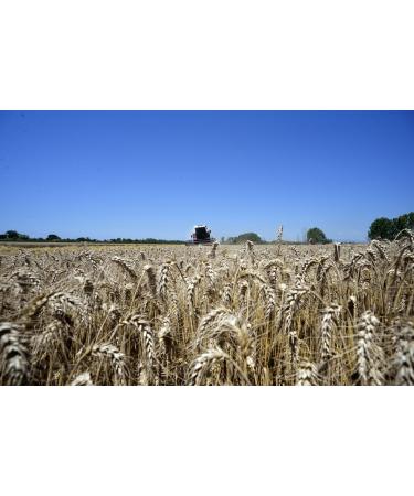 Caputo 00 Professional Flour 1kg - Ideal for Perfect Fresh Pasta & Gnocchi - Buy Online on GoSupps.com