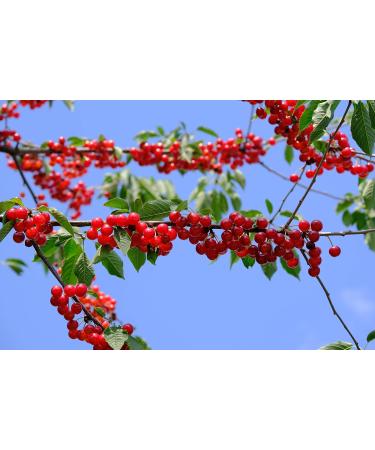 Buy Ponthier Sour Cherry Puree - 2x1kg | Premium Fruit Smoothie Sorbet & Cocktail Mix - International Shipping - Buy Online on GoSupps.com