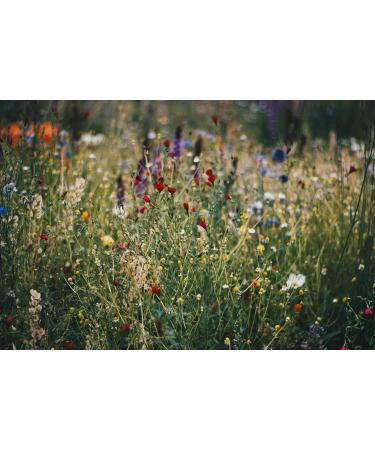 L-Carnitine Tartrate Dietary Supplements - 360 Vegan Tablets 900mg - No Magnesium Stearate - Made in Germany | International Shipping - Buy Online on GoSupps.com