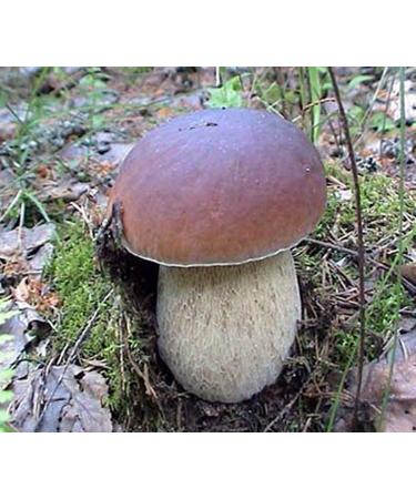King Porcini Mushroom Boletus betulicola Mycelium Spawn Dried Seeds 10g - Buy Online on GoSupps.com
