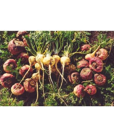 100 Maca Seeeds Peruvian Ginseng