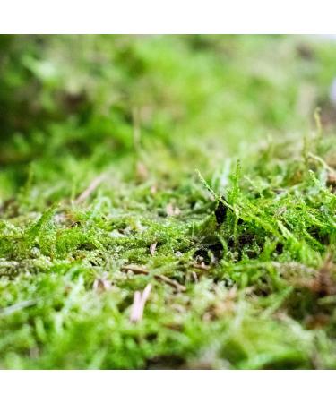 Buy Live Moss 350ml/1L - Fresh Aquarium & Terrarium Plant | International Shipping Available - Buy Online on GoSupps.com
