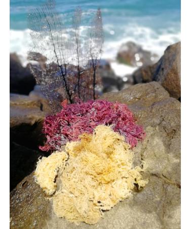Premium Raw & Dried Sea Moss Mix (Purple and Gold) in 100g (3.5oz) Pack | 100% Organic | Natural Superfood for Health and Wellness Benefits - Buy Online on GoSupps.com