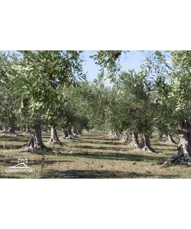 Di Caro Extra Virgin Olive Oil IGP Sicily Cold Extracted Evo Oil Medium Fruity Italian 100 pack of 3 x 750ml - Buy Online on GoSupps.com