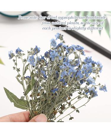 50 Pcs Natural Forget Me Not Pressed Dried Flowers - Blue Real Dried Flowers for Resin Jewelry, Card Making, Nail Art - DIY Home Decoration - Buy Online on GoSupps.com