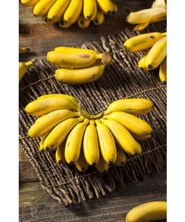  TASTY POTT Tasty Pott Organic Dried Mini Bananas | Dried Fruit | Dried Fruit | Dried Fruit | Snack | For Fruit Salad | Baby Bananas | 1000g Bag - Buy Online on GoSupps.com