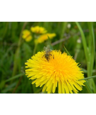 Bee Bread Perga Fermented Bee Pollen Raw & Natural No Preservatives No Genetic Engineering Suitable for Vegetarians 500g. - Buy Online on GoSupps.com