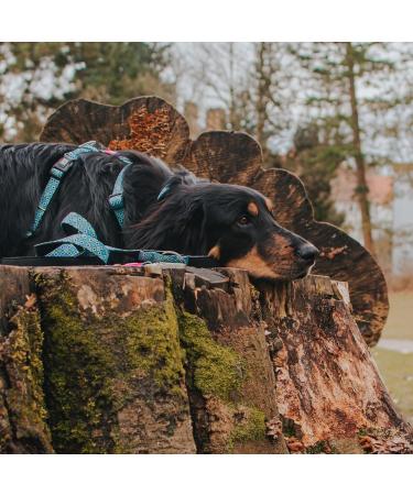 Max & Molly H-Harness - Retro Blue XS | Stylish & Comfortable Pet Harness for Small Dogs - International Shipping Available - Buy Online on GoSupps.com