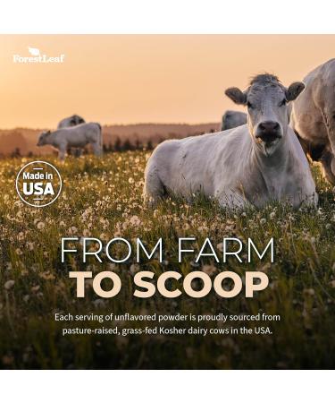 ForestLeaf Colostrum Powder 50% IgG Highest Pure Concentration Grass Fed Colostrum Supplement for Gut Health Immune Support and Muscle Recovery Bovine Colostrum for Humans Unflavored 45 Servings 3.2 Ounce (Pack of 1) - Buy Online on GoSupps.com