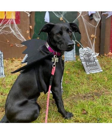 Librnty Bat Wing Dog Costume | Cute Halloween Pet Outfit for Medium Dogs | Cosplay & Party Wear - Buy Online on GoSupps.com
