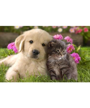 4 Natural Cat Dog Repellent Non Toxic Move It Fouling Prevention Orange Oil 240g - Buy Online on GoSupps.com
