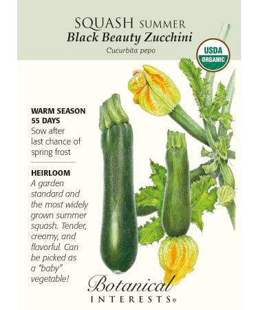 Black Beauty Summer Squash Seeds Zucchini-3g-organique
