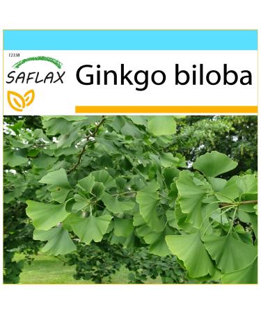 SAFLAX - Gift kit - Ginkgo - 4 seeds - Ginkgo biloba