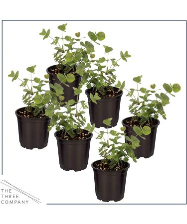 6-Pack Eucalyptus Herb: Natural Air Purifier, Aromatic & Healthy - 8 Tall x 3 Wide - Buy Online on GoSupps.com