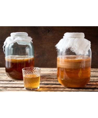 Grand Kombucha Scoby from Kombuchaorganic®