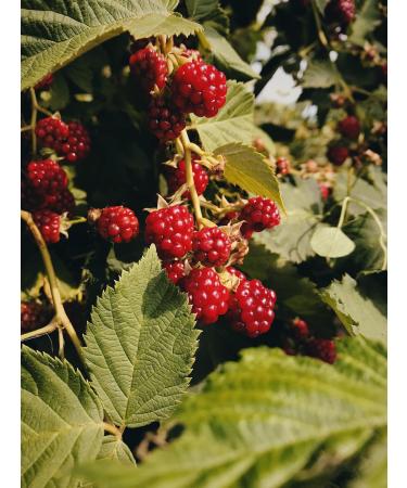 Kamelur freeze dried raspberries ORGANIC - dried whole fruit ORGANIC without additives - in biodegradable packaging - 500 g - Buy Online on GoSupps.com