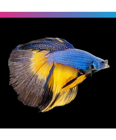 Pro-f Nano Tropical Freshwater Fish Food Nano Aquarium Fish Food Floating and Sinking Granules Nutritious Fish Food 45 g - Buy Online on GoSupps.com