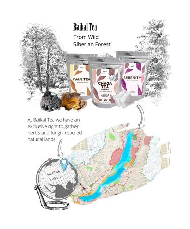 Chaga Tea - 100% Wild Chaga Mushrooms with Bergenia - 30 Unbleached Tea Bags - from Wild Siberian Lake - Hand-Picked by Baikal Tea - Buy Online on GoSupps.com