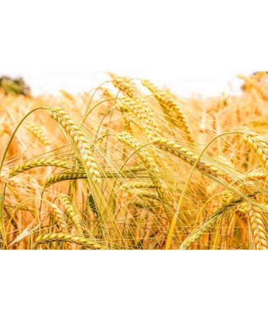 Barley Flour 2 Pounds Non-GMO Stone Ground from Whole Hulled Barley - Fine Powder, Kosher & Vegan - Rich in Fiber - Wheat Flour Alternative - Ideal for Baking - Product of USA (2 lb) - Buy Online on GoSupps.com