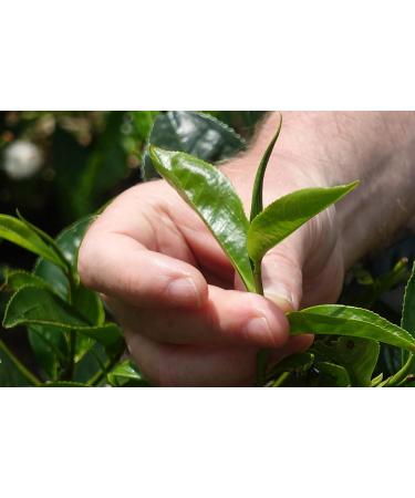 75 Ceylon Breakfast Tea Bags in Resealable Bag - Buy Online on GoSupps.com
