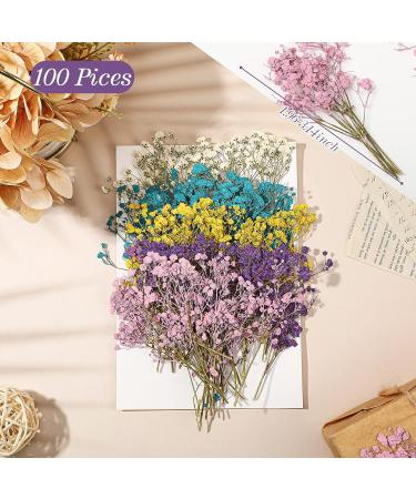 Dried Babys Breath Flowers - 100 Pcs Natural Gypsophila Branches for DIY Crafts and Gifts - Mixed Color Pressed Baby's Breath Flowers - Buy Online on GoSupps.com
