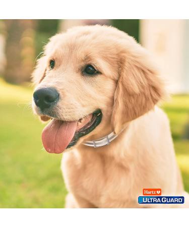Hartz UltraGuard Plus Reflective Orange Flea & Tick Collar for Dogs and Puppies - Buy Now for Effective Pest Protection! - Buy Online on GoSupps.com