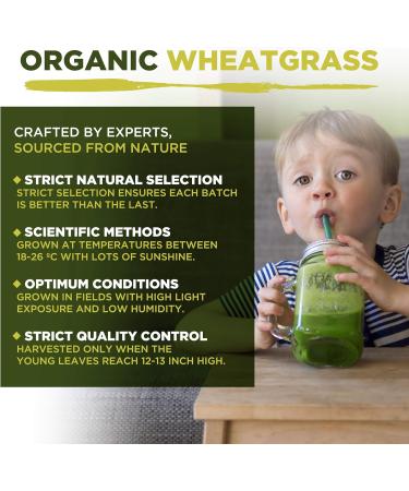 Organic Wheatgrass Powder 500g - High Chlorophyll Content - MySuperfoods (Pack of 1) - Buy Online on GoSupps.com
