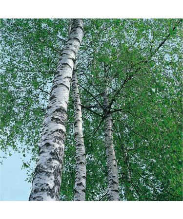 Weleda Birch Body Cleansing Scrub 5 fl oz - Plant Rich Cleanser with Birch & Apricot Kernel Oils - Buy Online on GoSupps.com