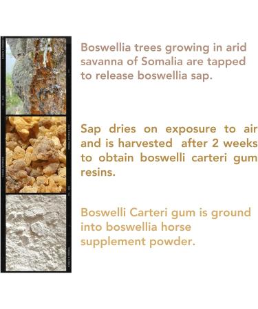 Rahiiq 1Kg Boswellia Horse Supplement for Joints & Mobility Support - 100% Natural Organic Boswellia Carteri Powder - Buy Online on GoSupps.com