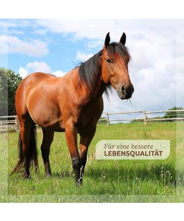 AniForte 100% Pure Beer Yeast for Horses - Natural 2500g Supplement for Shiny Coat Strong Skin Vitality Fitness & Appetite Support - Buy Online on GoSupps.com