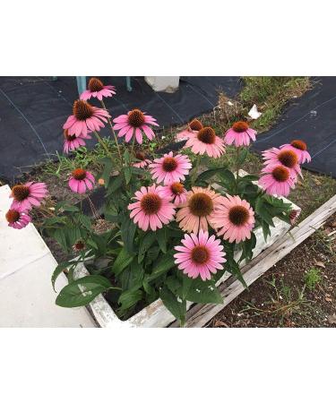 Echinacea purpurea Echinacea chinac e 40 graines par paquet Bio