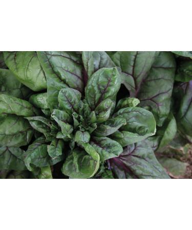 Mr Fothergill's -Spinach Rubino F1 - Buy Online on GoSupps.com