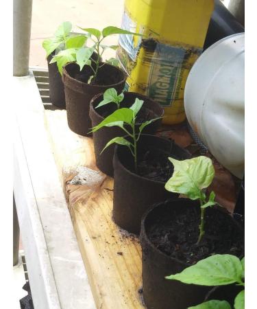 Portal Cool Aji Aji Cachucha Gustoso 20 semi del peperone Dolce Aji Dulce Cubano Dolce naturali - Buy Online on GoSupps.com