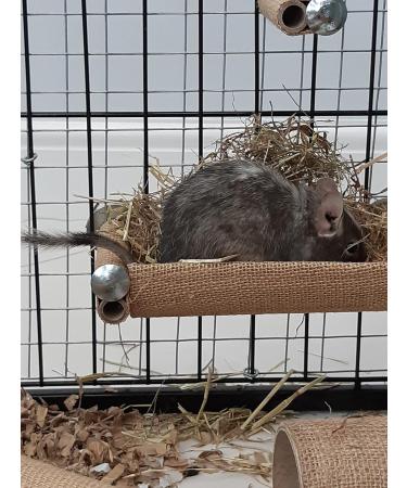 Totally Degu Pea Treats - Buy Online on GoSupps.com