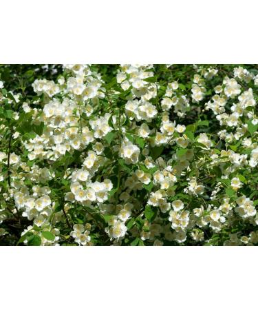 Jasmine Flowers Tea | Jasminum L | Fleur De Jasmin Tisane | Health Embassy (50g) - Buy Online on GoSupps.com